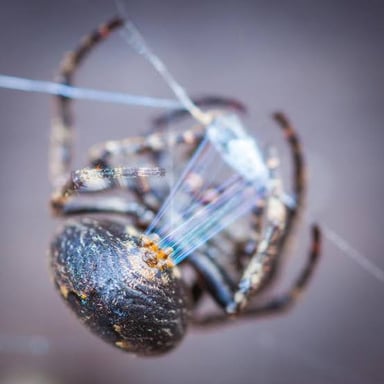 A spider’s web, woven from fine strands of silk.