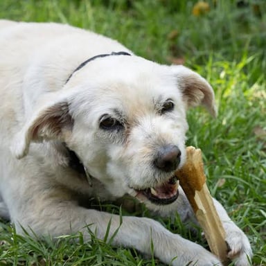 An animal gnaws on a bone, illustrating the literal image behind the phrase “gnaws at.”