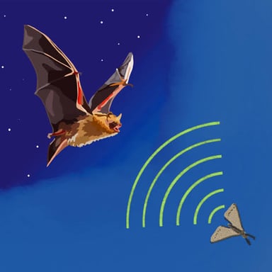 A bat sends out sound waves that echo back from a nearby insect.