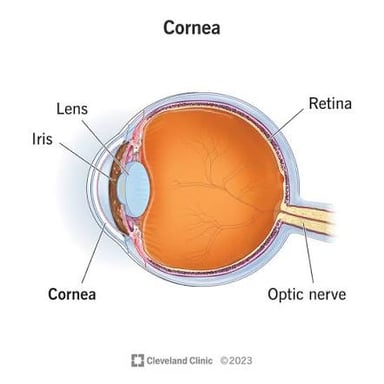 A labeled anatomical diagram showing the cornea at the front of the eye.
