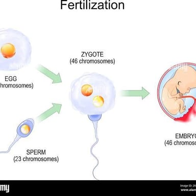 A simple biology illustration showing an egg cell and sperm joining to form a zygote.