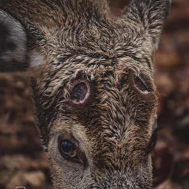 A close-up view of the pointed branches of a deer antler