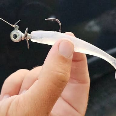 Bait attached to a fishing hook to attract a fish.