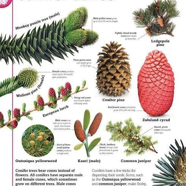 A pine branch bearing needles and cones, showing the characteristic features of a conifer.