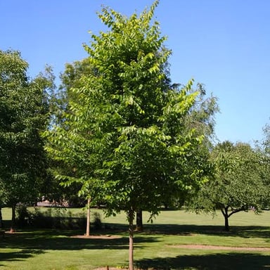 A mature elm tree with a broad canopy of leaves.