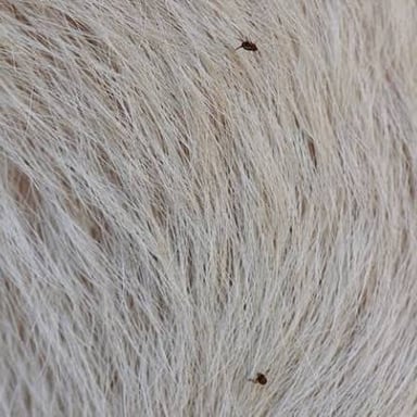 A small flea among the fur of a pet.