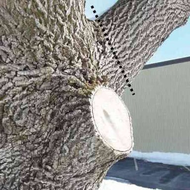 A branch is cut away from a tree.