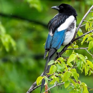 A black-and-white magpie perches on a branch.