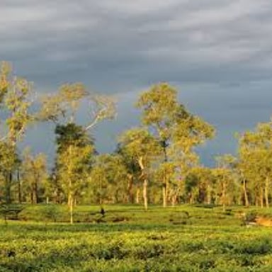 Tea plants growing in Assam, a major tea-producing region in northeastern India.