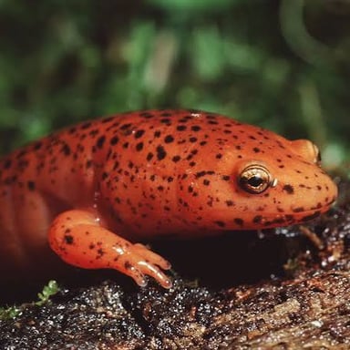 A brightly colored newt, a small salamander-like amphibian.