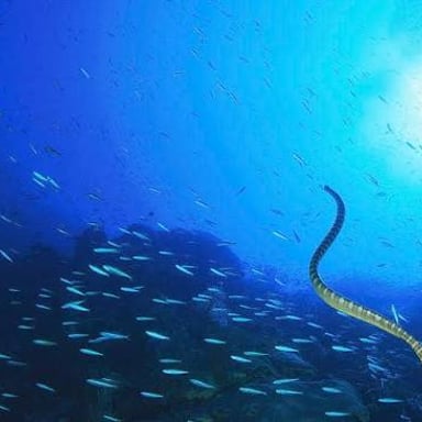 A slender eel swimming through the water.
