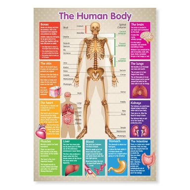 A human skeleton illustrating the body's supporting framework.