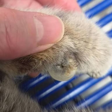 A clawed paw scratching an itchy spot