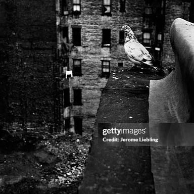 A pigeon perched on a narrow ledge along a building.