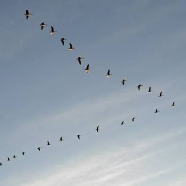 A flock of geese flying in formation during migration.