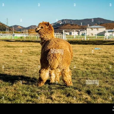 An alpaca with a thick fleece stands in a grassy Andean landscape.