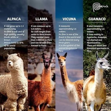 A llama shown alongside a vicuña for comparison
