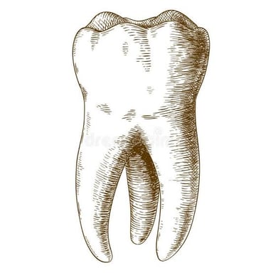 An educational illustration of a human molar tooth.