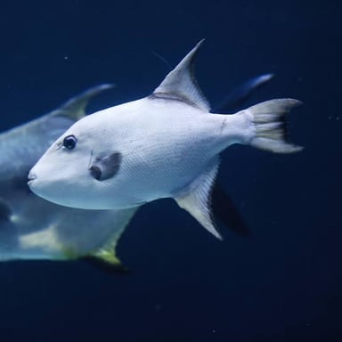 A fish swimming underwater, propelling itself with its body and fins.