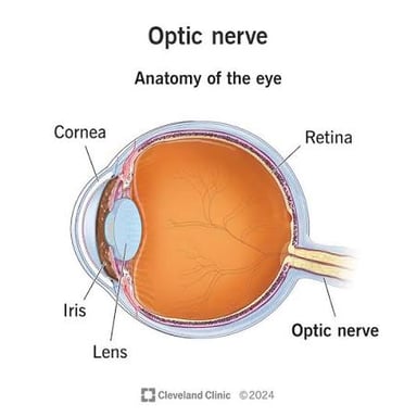 An educational illustration of the eye and optic nerve.