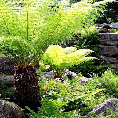 Fern fronds spread across a shaded woodland floor.
