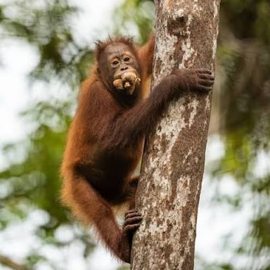An orangutan among the trees in its Southeast Asian forest habitat.