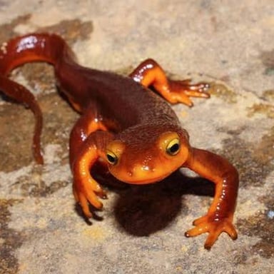 A small newt salamander on a natural surface