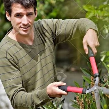 A person using shears to cut back a hedge.