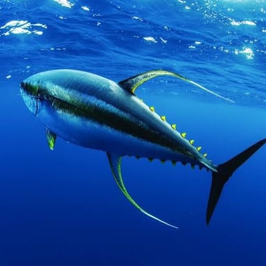 Tuna fish swimming in open water, representing varieties such as bluefin, yellowfin, and blackfin.