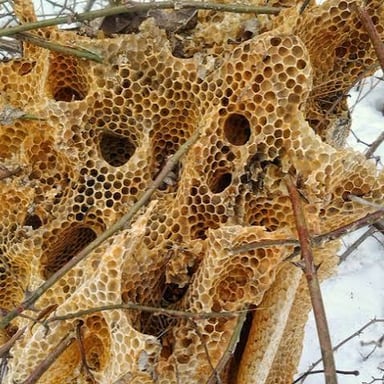 Honeybees clustered around a hive.