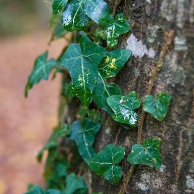 English ivy growing as a climbing vine on a tree trunk.