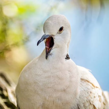 A dove perched and calling.