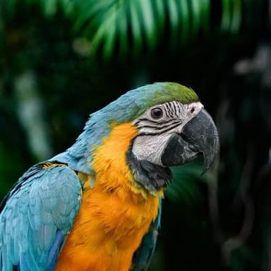 A brightly colored blue-and-yellow macaw, a large parrot with a curved bill and long tail.