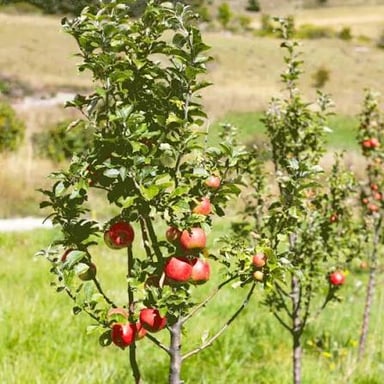 Ripe apples growing on branches among the rows of an orchard.