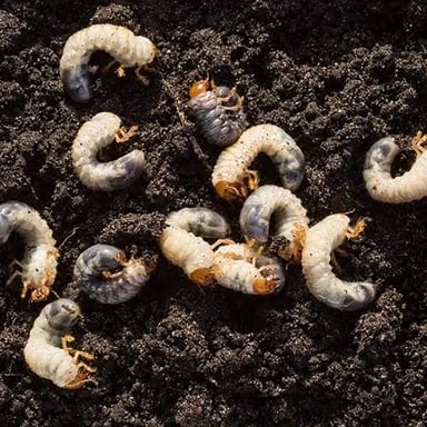 A pale beetle grub shown in soil.