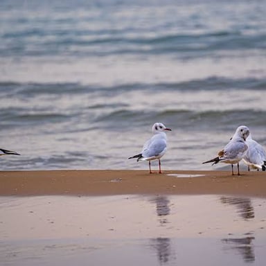 Several gulls gathered along a sandy beach.