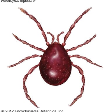 A magnified mite showing the small body and legs of this arachnid.
