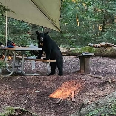 A black bear near a campground.