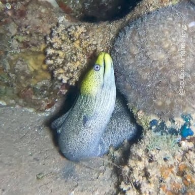 A moray eel peering from a crevice in a coral reef.
