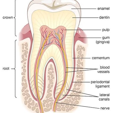 An educational illustration showing enamel covering a tooth