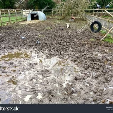 Pigs stand in a farm enclosure with muddy ground.
