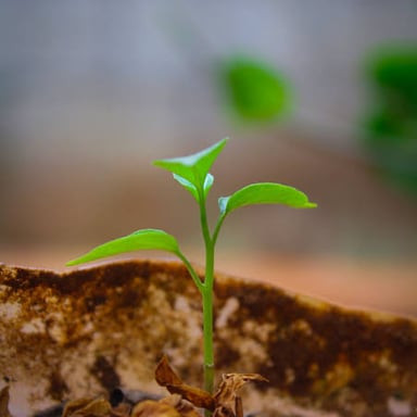 A young green sprout emerging from the soil.