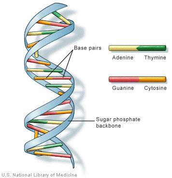 Illustration of a DNA double helix.