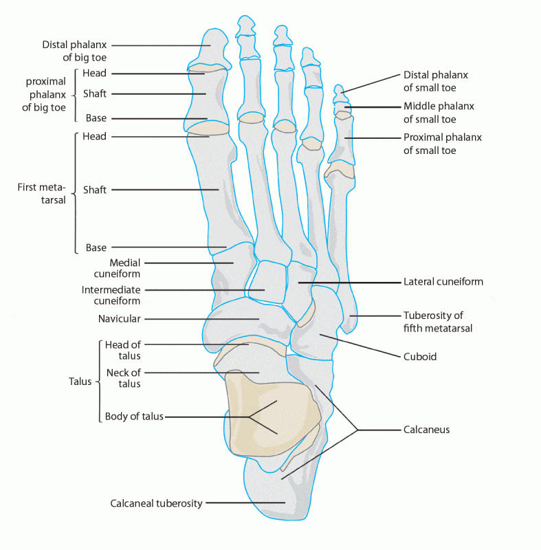 A foot diagram identifying the little toe